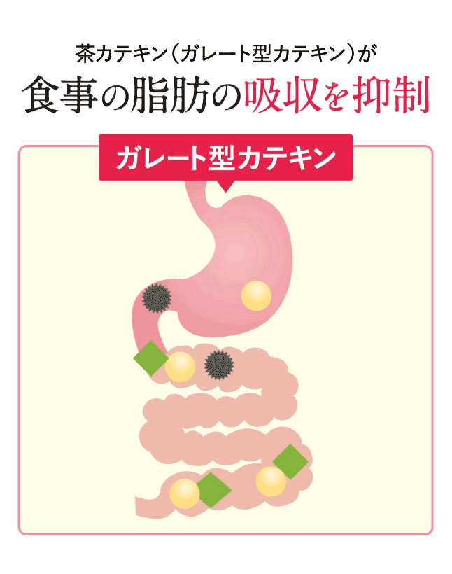 茶カテキン（ガレード型カテキン）が食事の脂肪の吸収を抑制