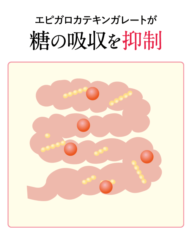 エピガロカテキンガレートが糖の吸収を抑制