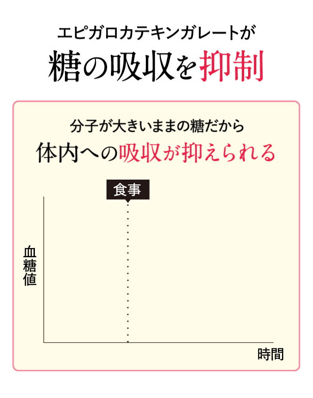 エピガロカテキンガレートが糖の吸収を抑制