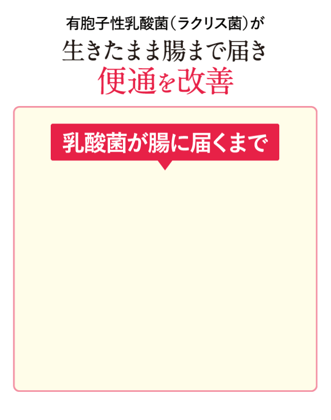 有胞子性乳酸菌（ラクリス菌）が生きたまま腸まで届き便通を改善
